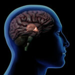 Computer Generated Image: Sideview of a blue x-ray style head of a man with Hypothalamus and Pineal Gland isolated within the brain against a black background.